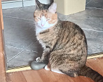 Кошки в Санкт-Петербурге: Кошка-котёнок-собака Варя с сюрпризом Девочка, 500 руб. - фото 1