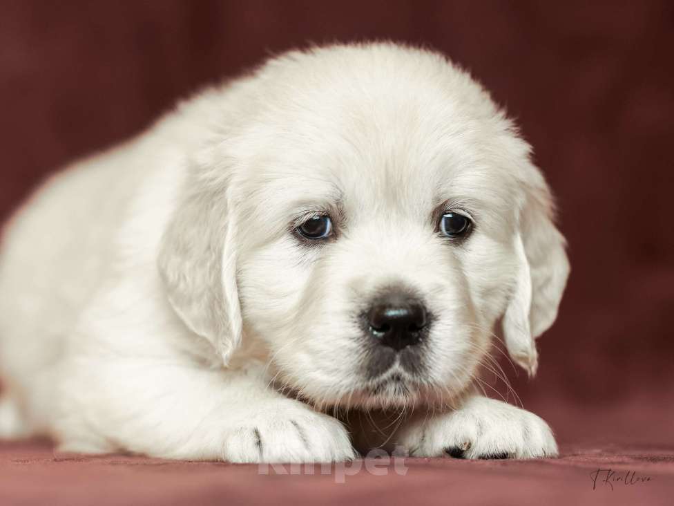 Собаки в других городах Московской области: Леди Девочка, 100 000 руб. - фото 1