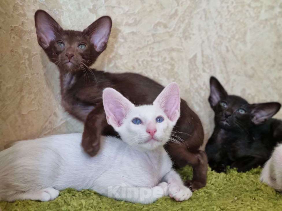 Кошки в Москве: Белые синеглазые котята Мальчик, Бесплатно - фото 2