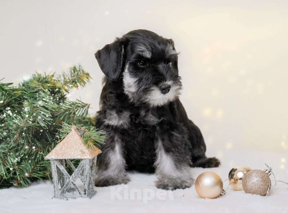 Собаки в Новосибирске: Щенки цвергшнауцера Девочка, 55 000 руб. - фото 3