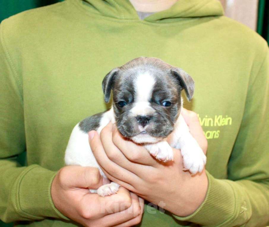 Собаки в Москве: Французская элита Девочка, 100 000 руб. - фото 6