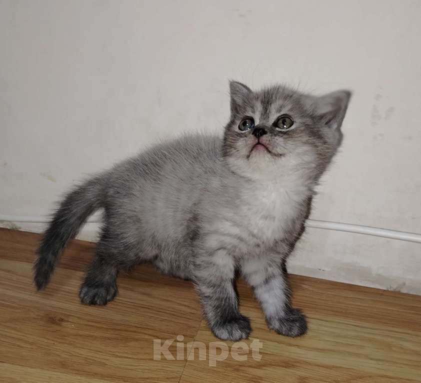 Кошки в Ростове-на-Дону: Шотландские котята Мальчик, 13 000 руб. - фото 3