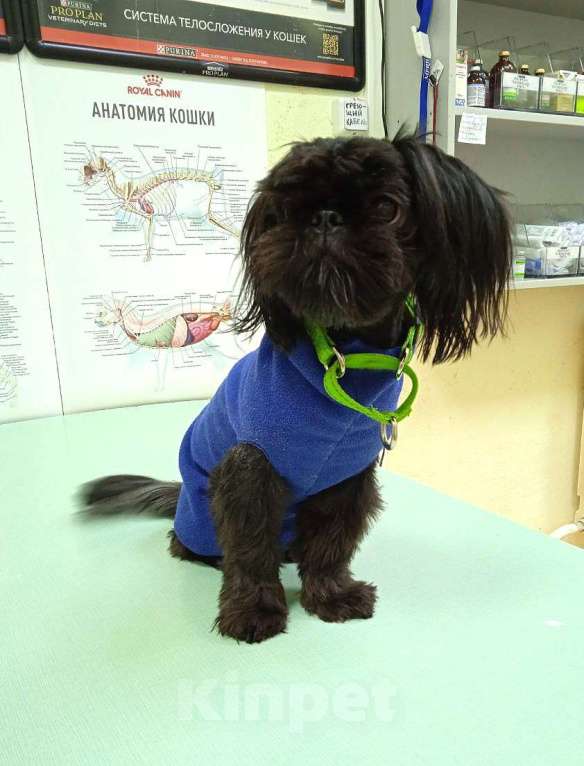 Собаки в Глазове: Кукла ши Девочка, 25 000 руб. - фото 6