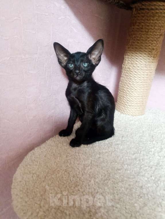 Кошки в Екатеринбурге: Ориентальные котята Разнополые, 20 000 руб. - фото 2
