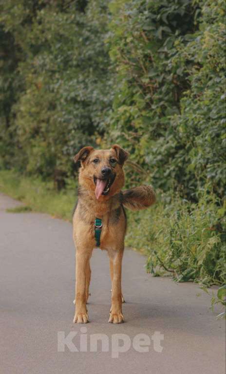 Собаки в Москве: Мия Девочка, Бесплатно - фото 3