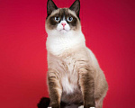 Кошки в Москве: Шикарный молодой кот Эльф в добрые руки Мальчик, 1 руб. - фото 2
