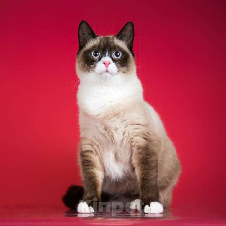 Кошки в Москве: Шикарный молодой кот Эльф в добрые руки Мальчик, 1 руб. - фото 2