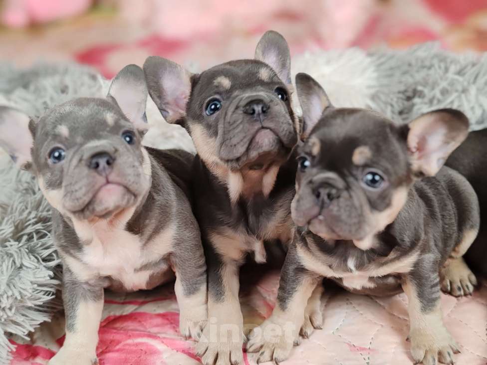 Собаки в Санкт-Петербурге: Шикарная голубая девочка Девочка, 70 000 руб. - фото 1