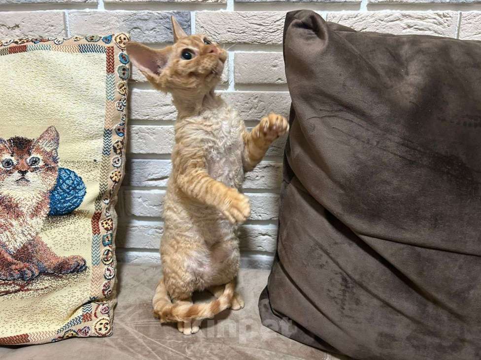Кошки в Москве: девон рекс котик рыжий Мальчик, 65 000 руб. - фото 2