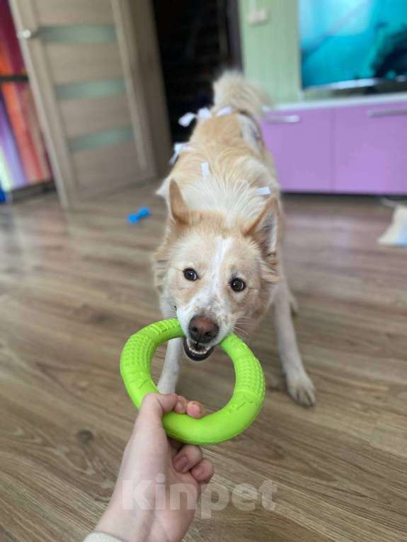 Собаки в других городах Московской области: Сoбакa-улыбакa Чeppи ищет дoм!  Девочка, Бесплатно - фото 3