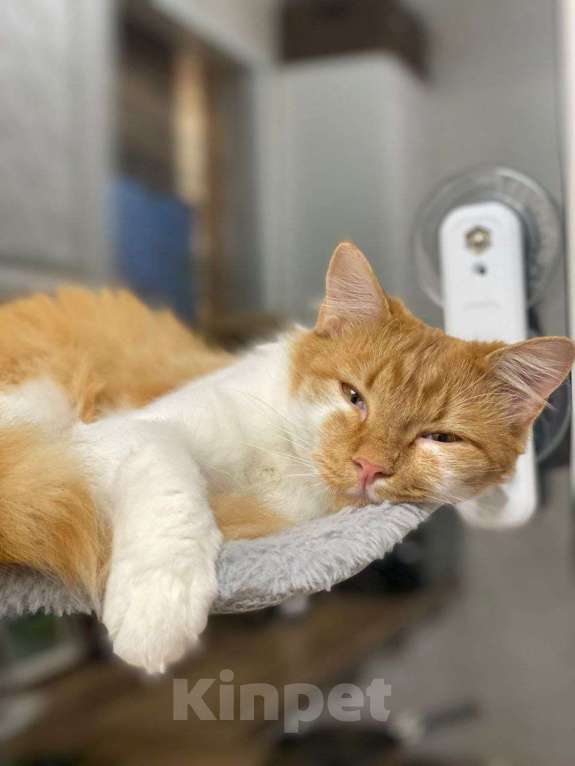 Кошки в Москве: кот подросток Теоша ищет дом Мальчик, Бесплатно - фото 2