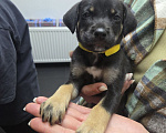 Собаки в Москве: Щенка спасли из-под обстрелов. А куда дальше? Девочка, Бесплатно - фото 3