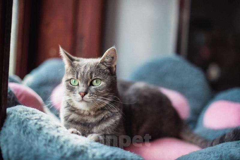 Кошки в Москве: Нежная и ласковая Зоя ищет свою семью. Девочка, Бесплатно - фото 3