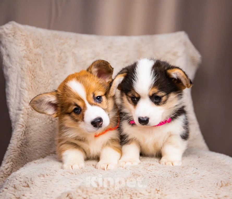 Собаки в Новосибирске: Ванилла щенок вельш-корги Пемброк  Девочка, 75 000 руб. - фото 4