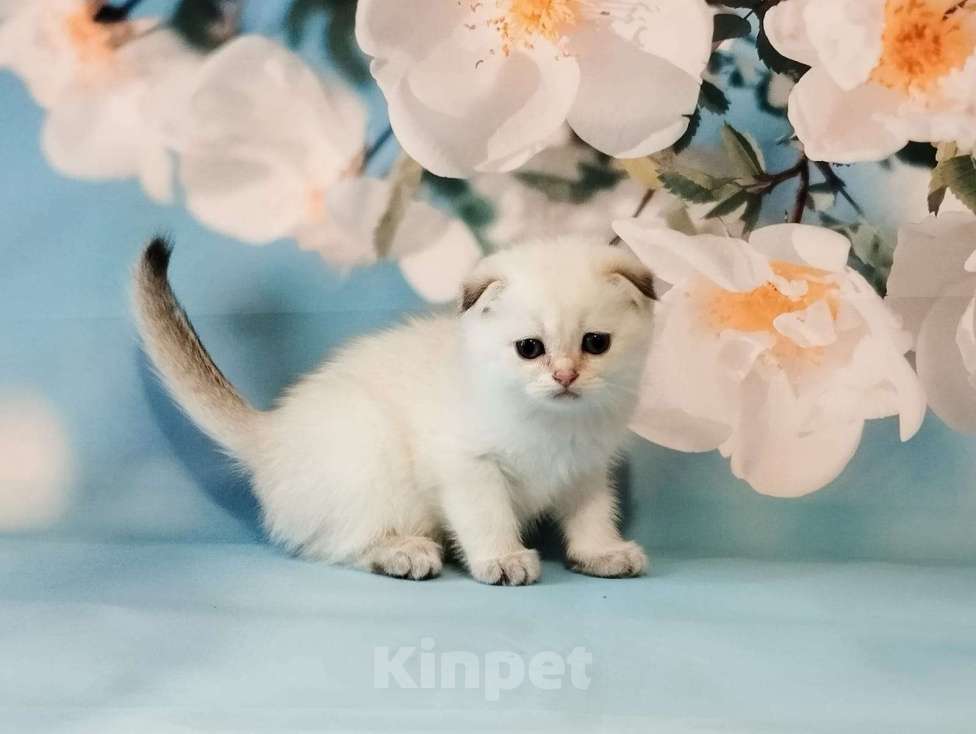 Кошки в Сарове: Чудесные девчушки Девочка, Бесплатно - фото 2