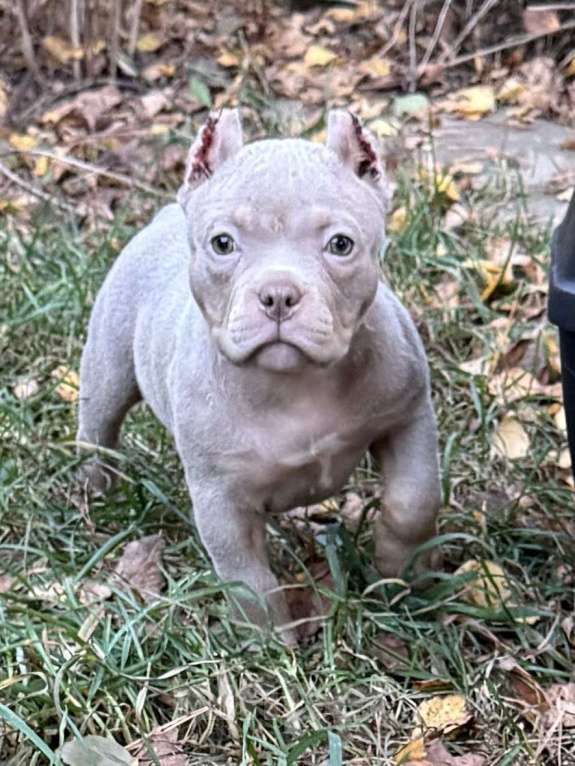 Собаки в Жуковском: Американский булли щенки покет Девочка, 90 000 руб. - фото 2