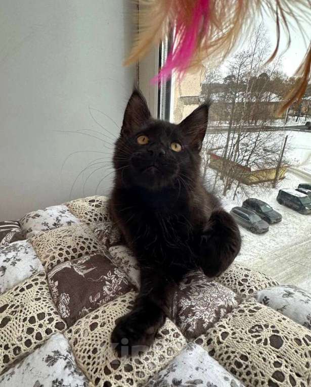 Кошки в Санкт-Петербурге: Продажа мейн-кун питомник Мальчик, 50 000 руб. - фото 5