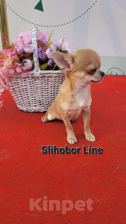 Собаки в Москве: Голубо-палевый красавчик Мальчик, Бесплатно - фото 2