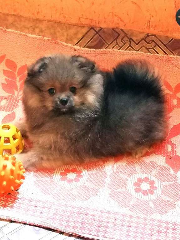 Собаки в Таганроге: Шпиц щенки Девочка, 20 руб. - фото 1