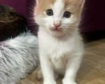 Кошки в Москве: Домашний котенок -девочка отдается порядочнм людям Девочка, 100 руб. - фото 2