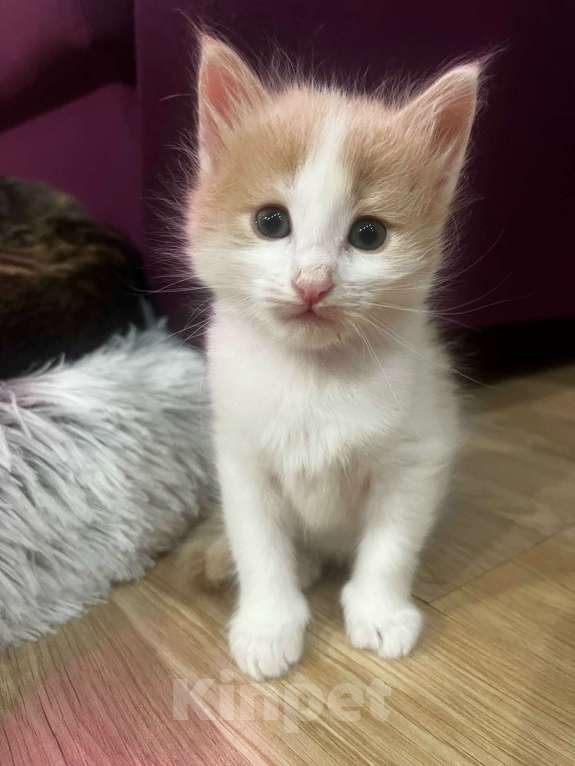 Кошки в Москве: Домашний котенок -девочка отдается порядочнм людям Девочка, 100 руб. - фото 2