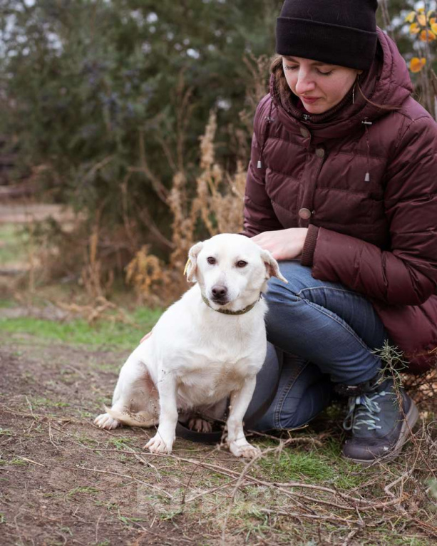 Собаки в Москве: Коротколапая, небольшая собачка ищет дом Девочка, Бесплатно - фото 5