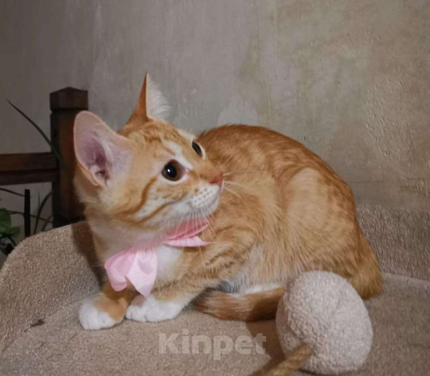 Кошки в Москве: Молоденькая рыжая Злата ищет дом! Девочка, Бесплатно - фото 3