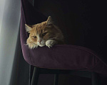 Кошки в Мытищах: Кот Томас Мальчик, 100 руб. - фото 4
