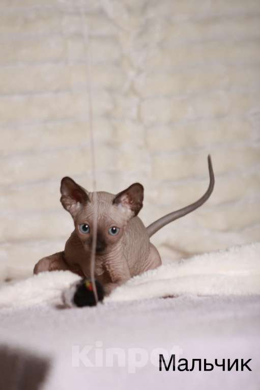 Кошки в других городах Московской области: Продаю котят канадского сфинкса Мальчик, 25 000 руб. - фото 6