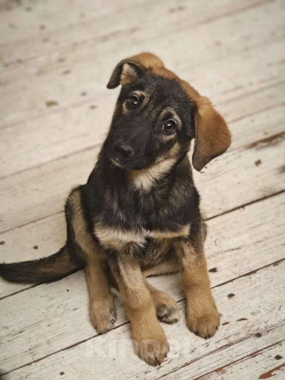 Собаки в Красногорске: Трогательная Сонечка 3 месяца ищет дом  Девочка, Бесплатно - фото 5