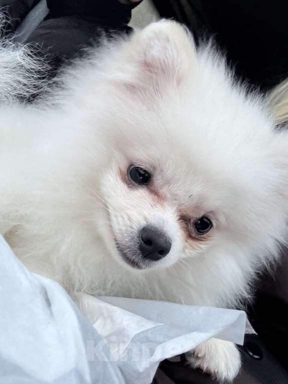 Собаки в Туле: Померанский шпиц, щенок Мальчик, 10 000 руб. - фото 3