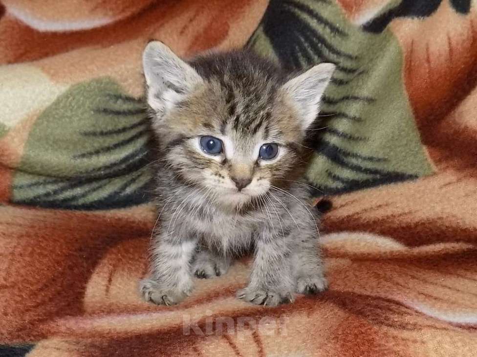 Кошки в Москве: Шотландские котята, метисы Мальчик, 6 000 руб. - фото 2