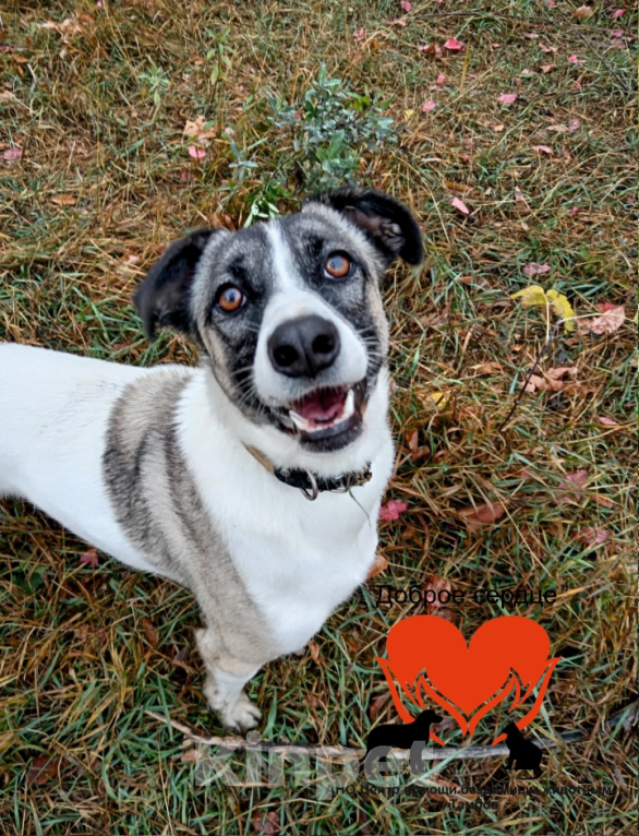 Собаки в Тамбове: Фортуна  Девочка, Бесплатно - фото 4