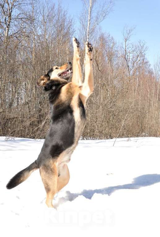 Собаки в Ногинске: Алтай -домашний пёс после гибели хозяина попал в приют Девочка, Бесплатно - фото 5