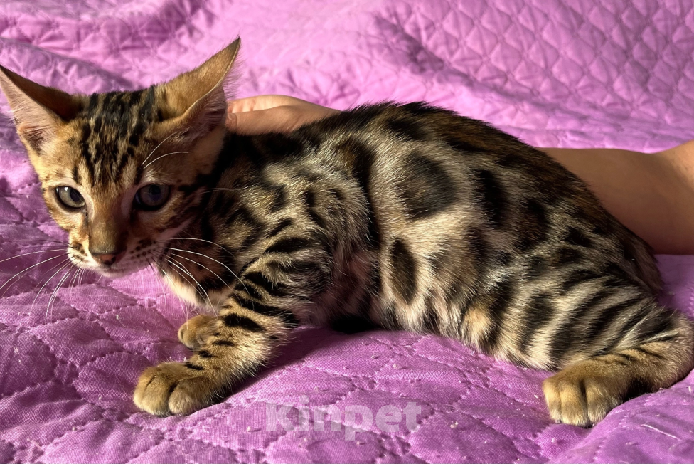 Кошки в Москве: Бенгальский котенок Мальчик, 15 000 руб. - фото 3