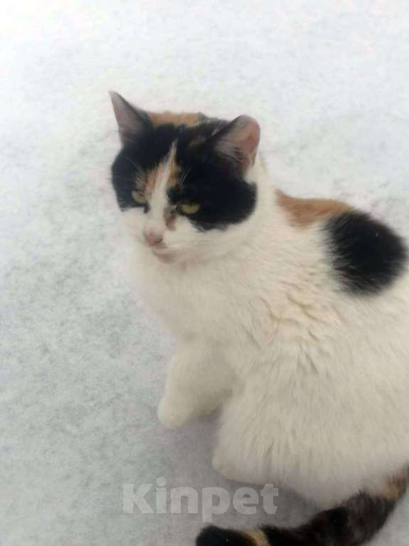 Кошки в Москве: Три трехцветных котенка ищут дом Девочка, 1 руб. - фото 5