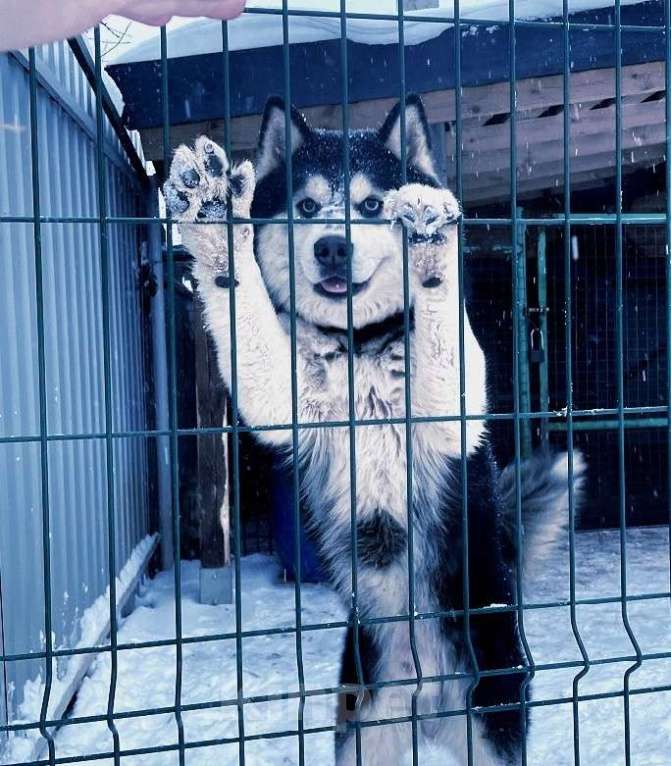 Собаки в Ярославле: Кобели Хаски Для Вязки + Щенки Хаски Мальчик, Бесплатно - фото 1