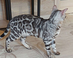 Кошки в Москве: Бенгальские котята серебро  Мальчик, Бесплатно - фото 2