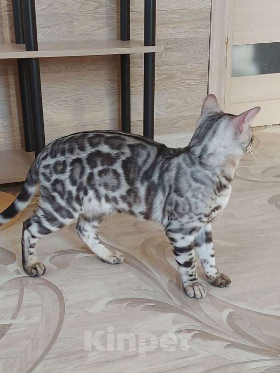 Кошки в Москве: Бенгальские котята серебро  Мальчик, Бесплатно - фото 2