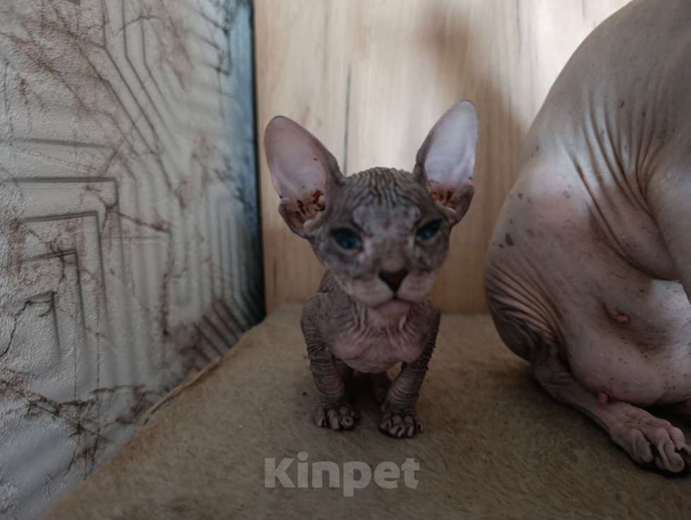 Кошки в Екатеринбурге: Сфинкс мальчик Мальчик, Бесплатно - фото 2