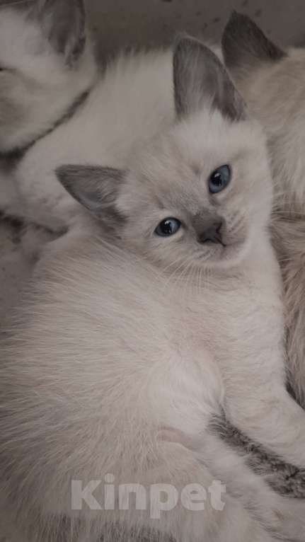 Кошки в Краснодаре: Тайский котенок Мальчик, 7 000 руб. - фото 2