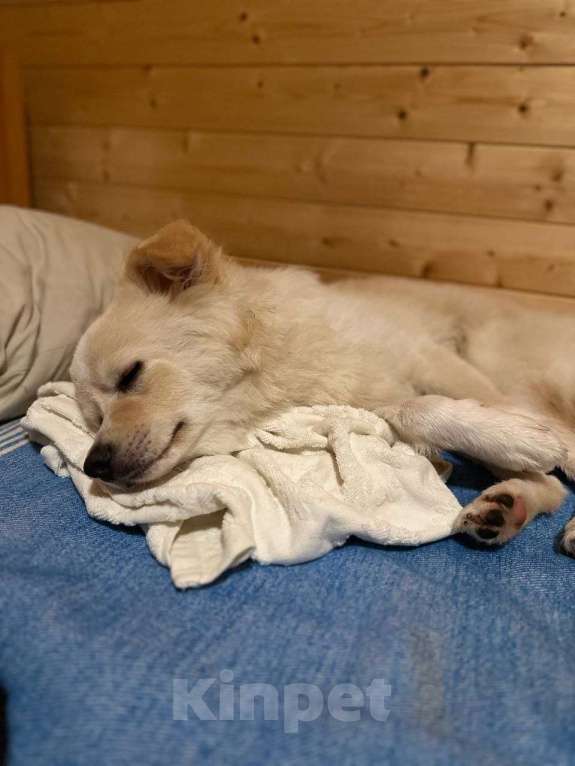 Собаки в Москве: Обратите внимание на пушистый комочек нежности под говорящим именем Персик!  Мальчик, Бесплатно - фото 2