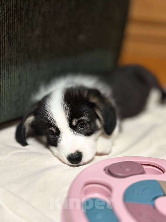 Собаки в других городах Московской области: Щенки Вельш-корги пемброк Мальчик, 85 000 руб. - фото 4