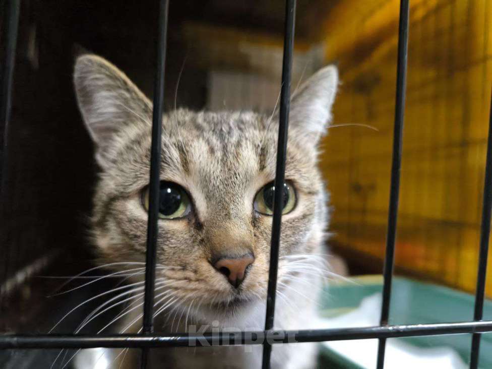 Кошки в Москве: Добрая кошечка Летиция Девочка, Бесплатно - фото 1