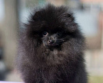 Собаки в Челябинске: Черная красотка Девочка, 45 000 руб. - фото 2