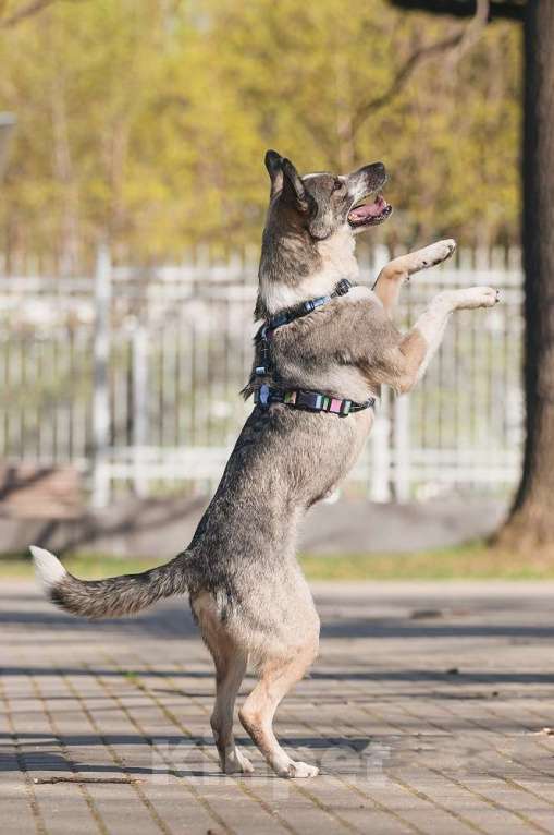 Собаки в Москве: Обаятельный и привлекательный Джаз ищет семью, которую будет бесконечно любить! Мальчик, Бесплатно - фото 6