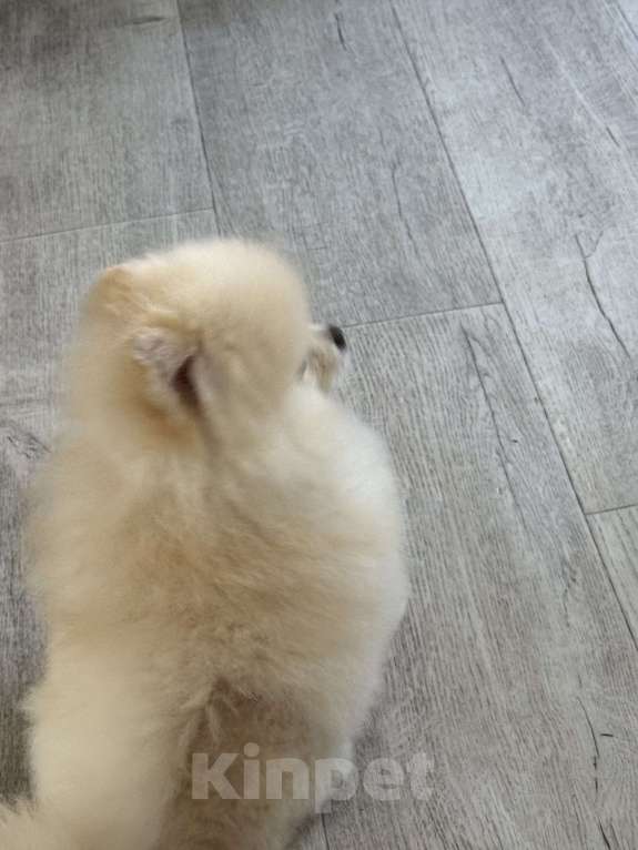 Собаки в Ульяновске: Шпиц микро-мини Мальчик, 45 000 руб. - фото 3