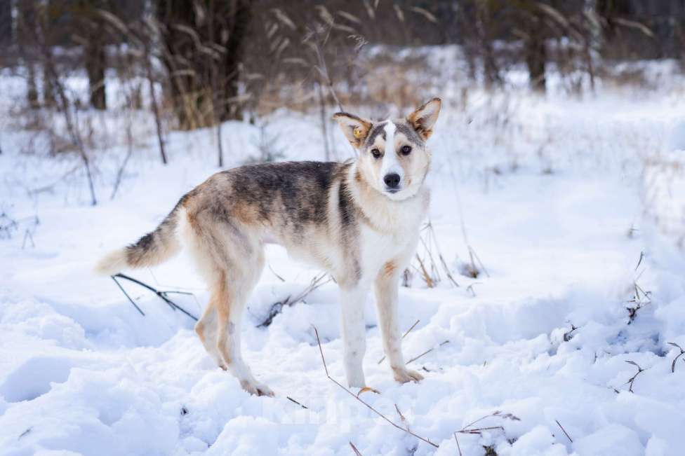 Собаки в Москве: Собака из приюта в добрые руки Девочка, Бесплатно - фото 5