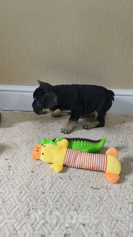 Собаки в Белореченске: Французский бульдог Девочка, Бесплатно - фото 10