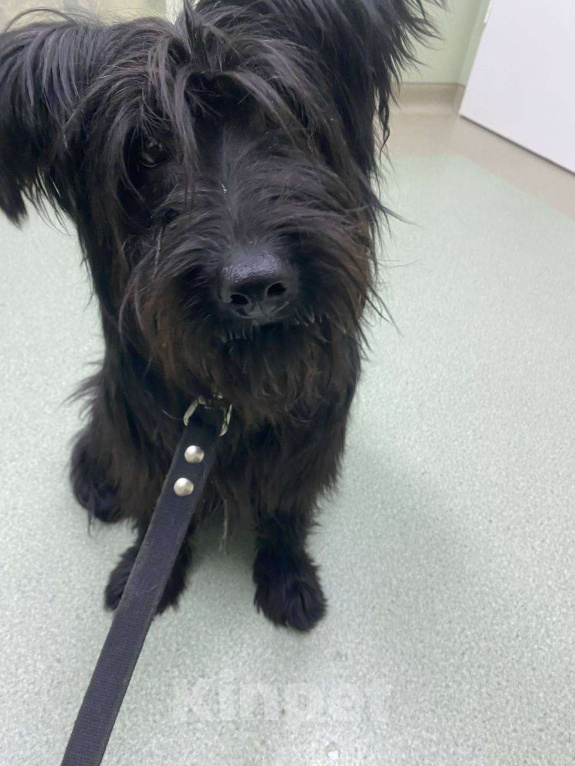 Собаки в Москве: Небольшой метис шнауцера в добрые руки Мальчик, Бесплатно - фото 4